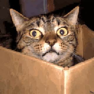 A startled cat in a cardboard box with occasional blue eye rays